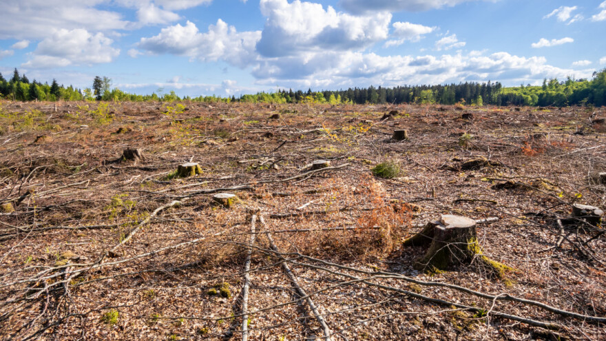 EK pokrenula javno savjetovanje o krčenju i degradaciji šuma, a aktivisti peticiju