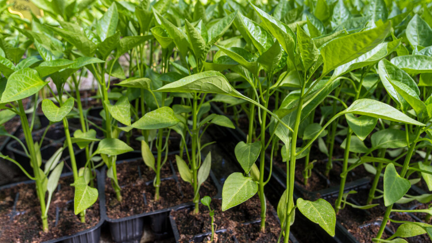 Polijeganje rasada i trulež korjenovog vrata: Najveće prijetnje mladim presadnicama povrća