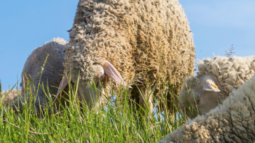 Zračna luka u Bruxellesu angažirala ovce umjesto kosilica za travu