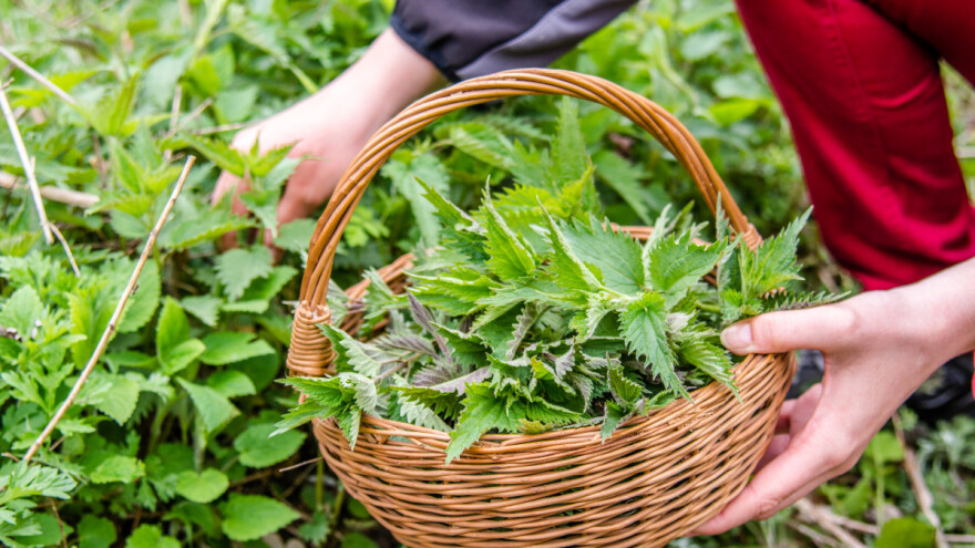 Proljeće donosi divlje, a jestive biljke