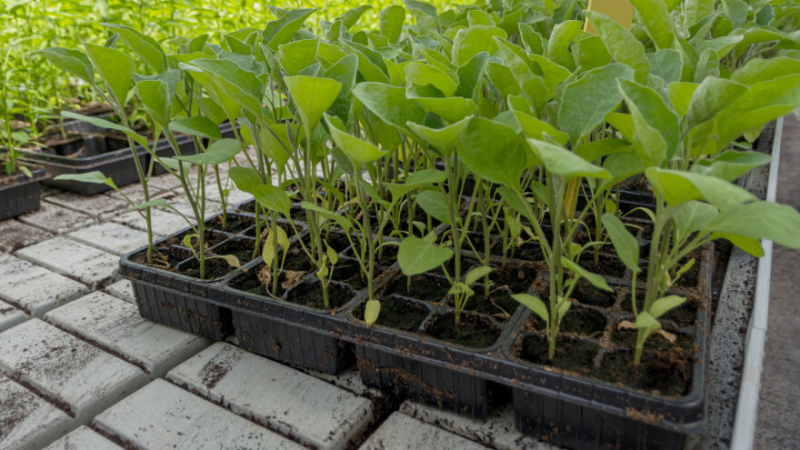 Presadnice patlidžana i trik sa snijegom nakon sjetve