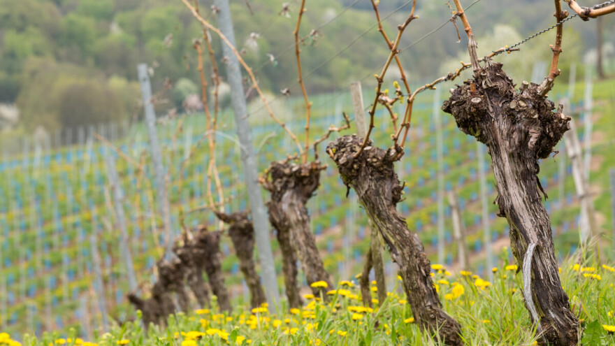 Preventivno tretirajte lozu ovim preparatima!