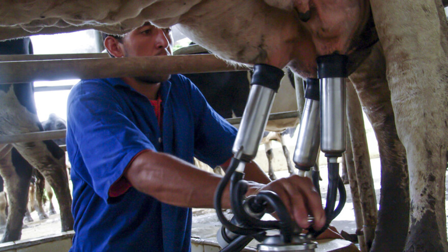 Sokolački mljekari nezustavljivi: Trojica najviše proizvodu