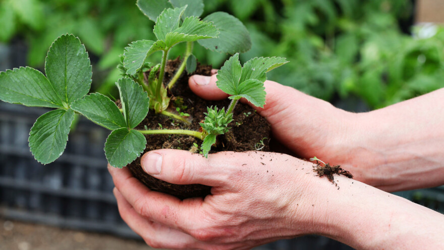 Letnja sadnja jagoda: Dobro pripremljeno zemljište i navodnjavanje