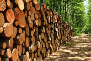 Posavina prodaje drvne sortimente: Ima za preradu, ali i ogrjev