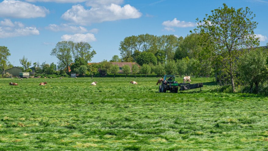 Pašnjaci - oslonac u doba visokih cena žitarica i uljarica