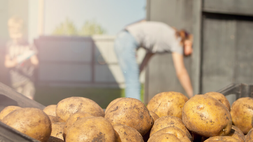 EK zabranjuje klorprofam - sredstvo koje sprječava klijanje krompira