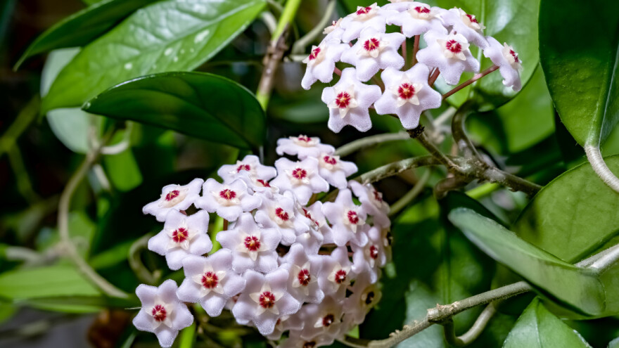 Gde se u Srbiji gaje retke vrste hoja cveća?