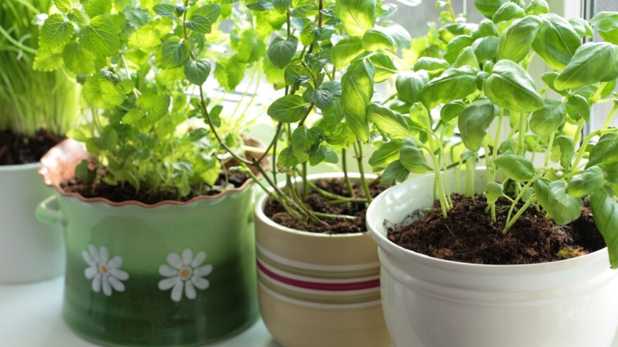 Koje začinsko bilje uzgajati tokom zime?