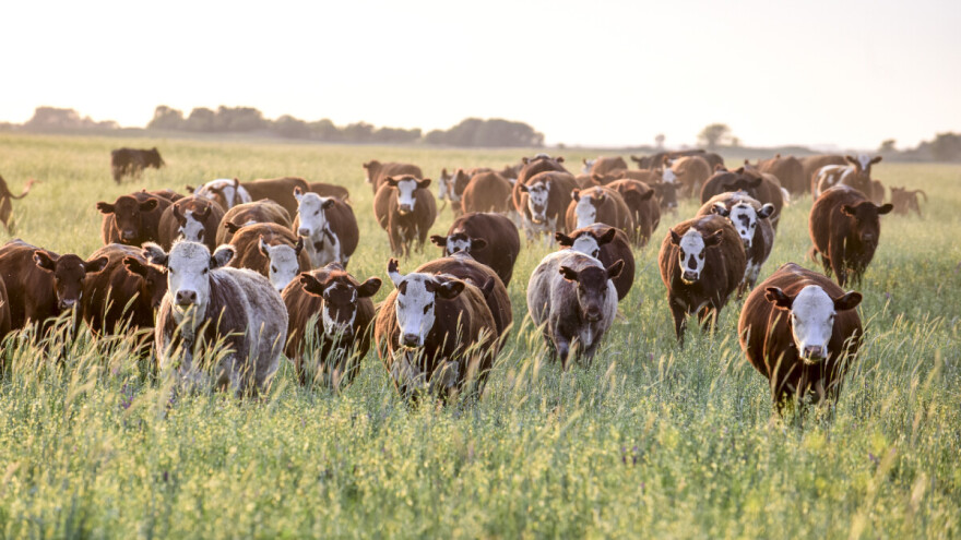 10.000 junadi čeka da ih netko otkupi - sve stopiralo meso iz uvoza