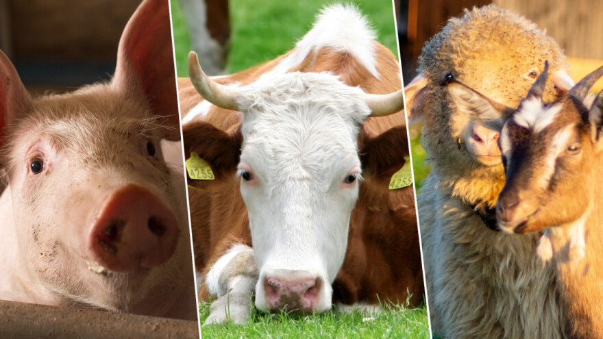 Koliko je stoke u EU i šta se s njom događa?