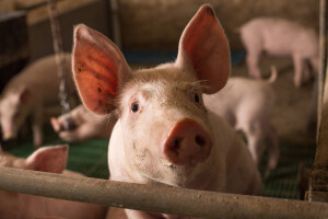 Na prodaju imovina svinjogojske "Top Farme" iz Nove Topole
