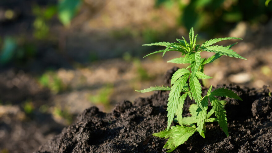 Uhvaćen da sadi konoplju na tuđem polju - policiji rekao da bere koprive