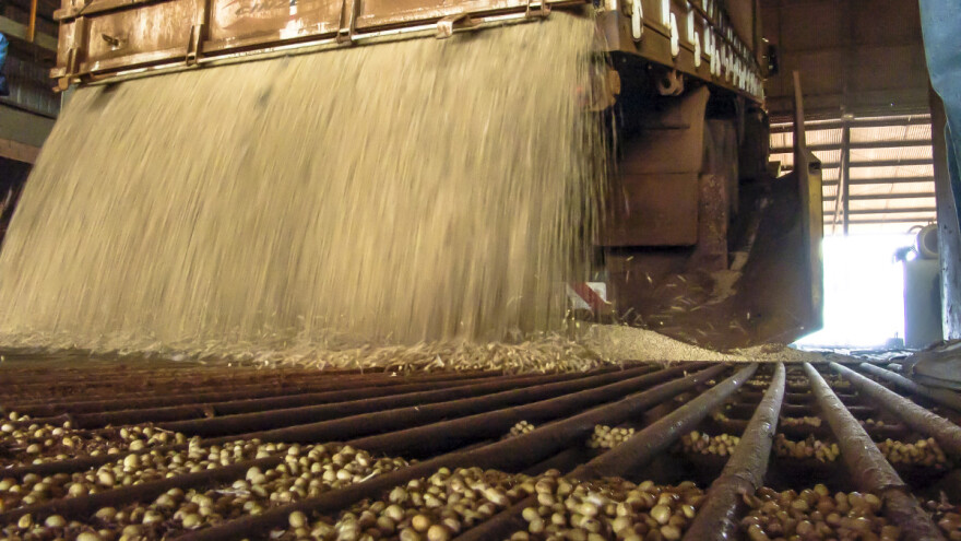 Novi maksimum za izvoz ukrajinske soje - gdje odlazi?