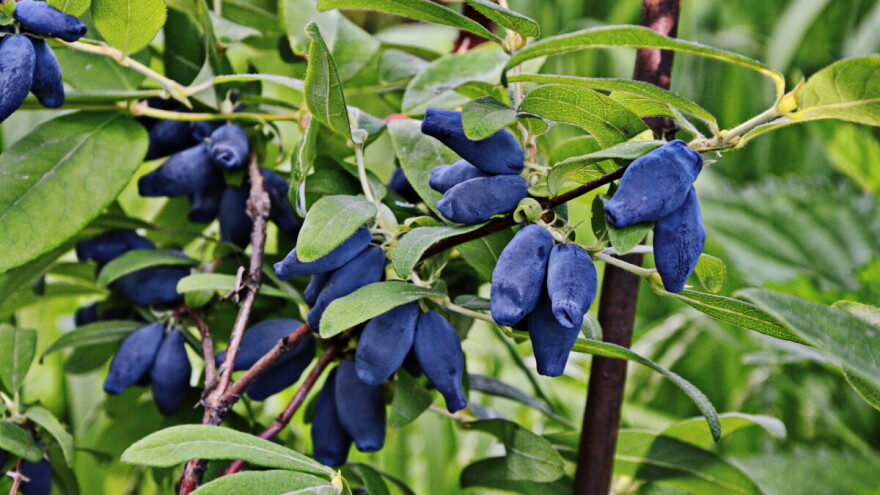 Šta je ba haskap!? Mnoštvo poklona s grane - totalna nepoznanica u BiH