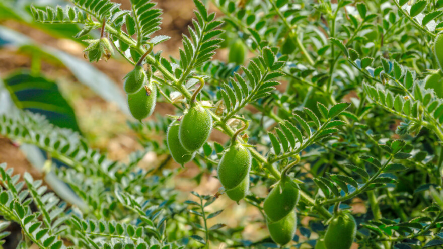 Slanutak se koristi u hranidbi stoke, za zelenu gnojidbu, u gastronomiji i narodnoj medicini