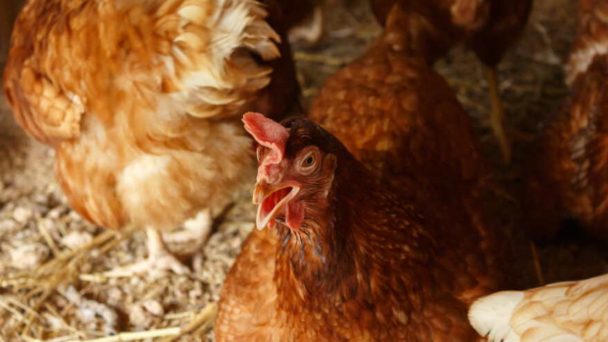 Uzgoj kokošaka: Kad je najbolje vreme za nosivost?