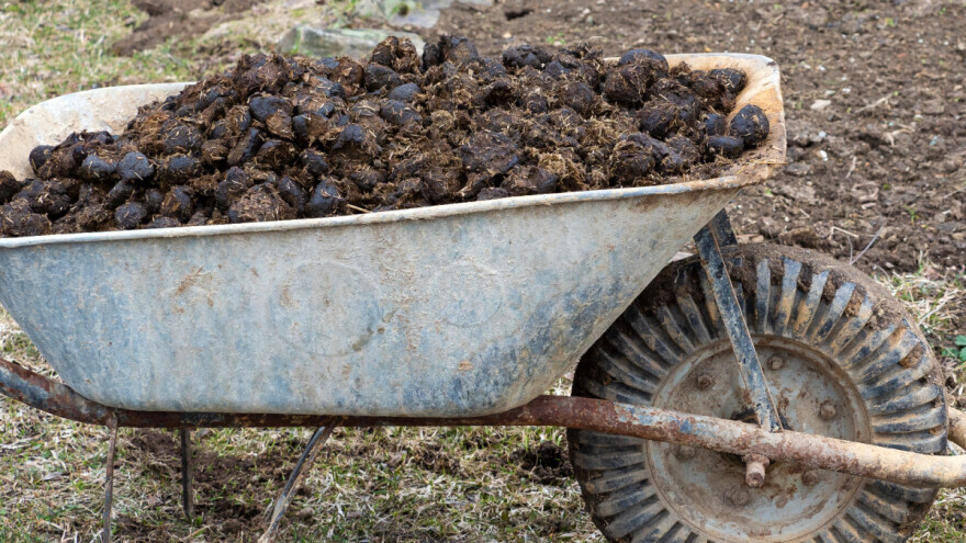 Konjski stajnjak ima niz prednosti - kako ga koristiti?