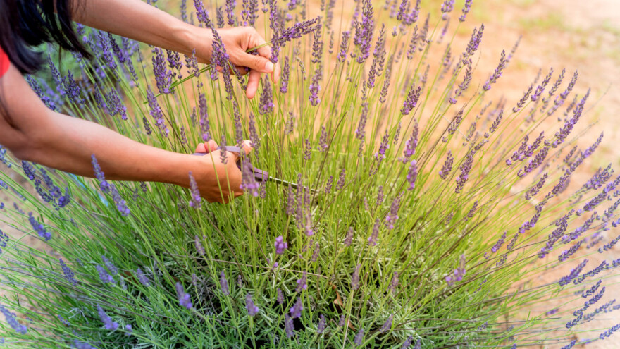Kako od lavande napraviti sirće i ulje?