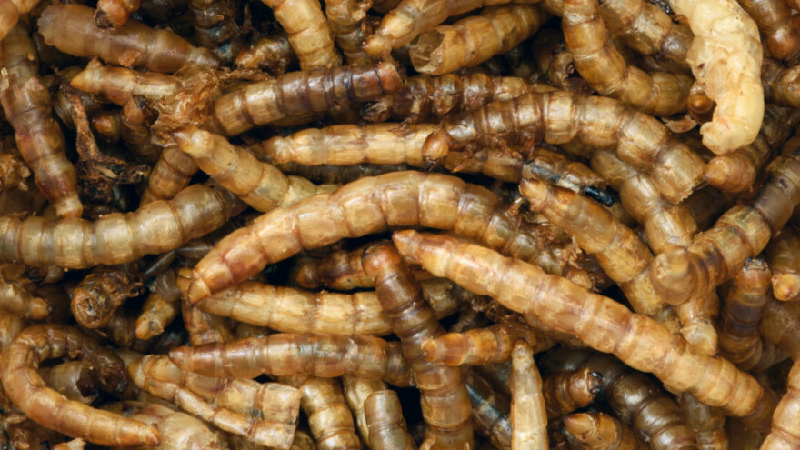 Uskoro u trgovinama brašno od žutog crva brašnara