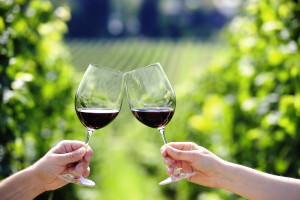 Više od 50 vinarija očekuje vas na 24. Danu otvorenih podruma u Istri