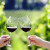 Više od 50 vinarija očekuje vas na 24. Danu otvorenih podruma u Istri