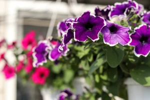 Setva petunije u februaru i martu - kada ih presaditi?