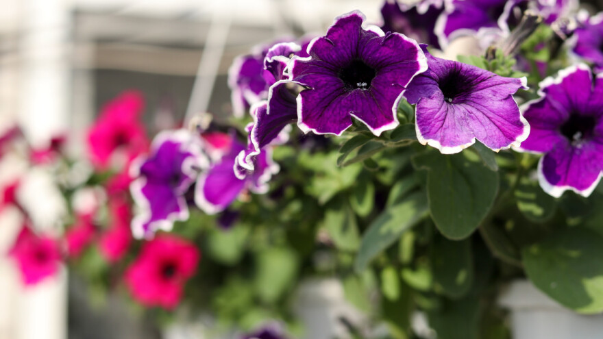 Sjetva petunije u februaru i martu - kada ih presaditi?