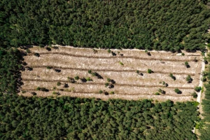 Krče šume zbog palminog ulja - nestalo 39% zelenog bogatstva na Borneu
