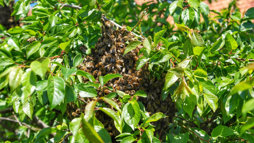 SOS tim hvatat će odbjegle pčele i smještati ih u azil