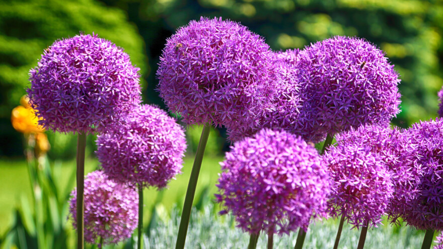 Kako uzgojiti ukrasni luk?