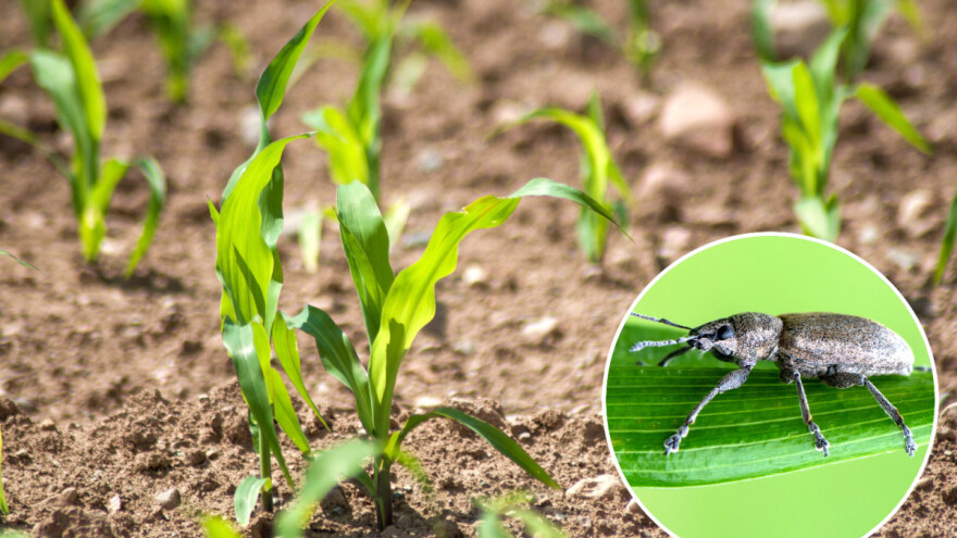 Siva kukuruzna pipa intenzivno grize mlado lišće iznikle biljke