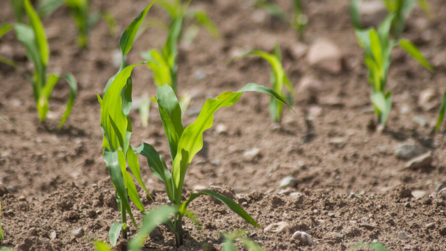 Stanje prolećnih kultura - šta savetuju stručnjaci?