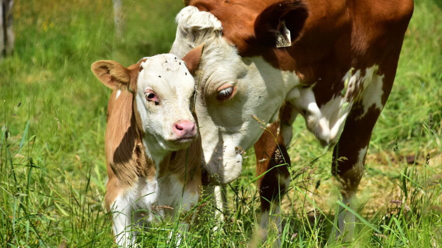 Tele odvojiti od majke tek nakon dva mjeseca - kada uvesti koncentrat?