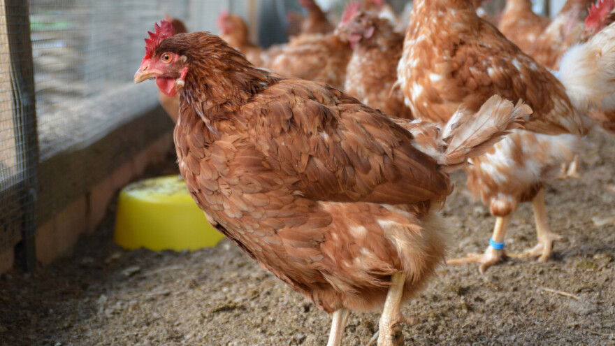 Slučajevi newcastleske bolesti peradi potvrđeni u Sloveniji i na Kosovu