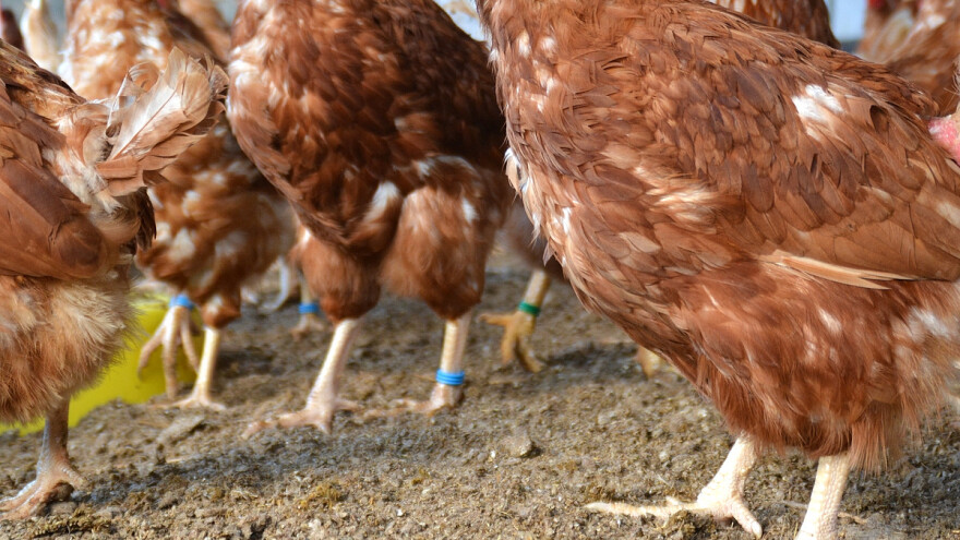 Betain pomaže u jačanju kostiju i kod nesilica