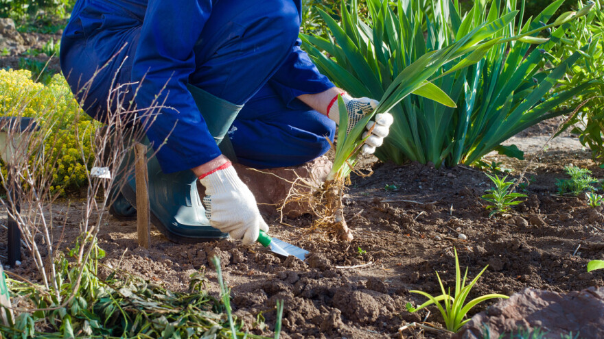 Kraj septembra idealan je da rasadimo irise, kako?