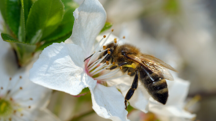 Europske medonosne pčele ugrožavaju australske autohtone?