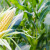 Što sve trebate znati o proizvodnji kukuruza šećerca?