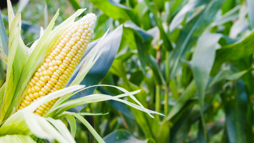 Šta sve treba da znate o proizvodnji kukuruza šećerca?