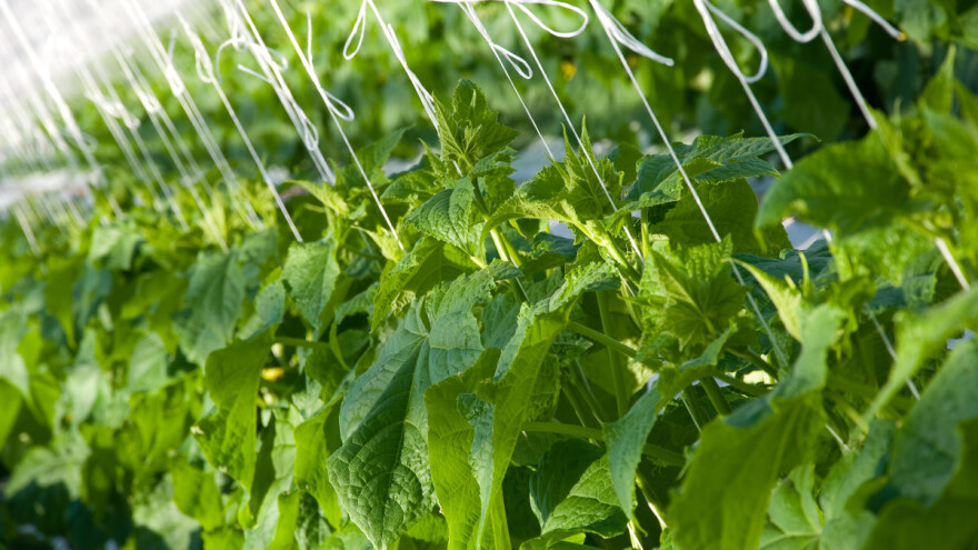 Nestabilno vrijeme pogodovalo plamenjači, krastavce napao i crveni pauk