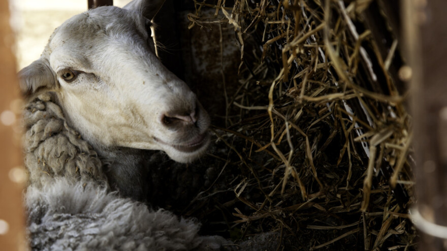 Kako hraniti sjanjene ovce tokom poslednja dva mjeseca?