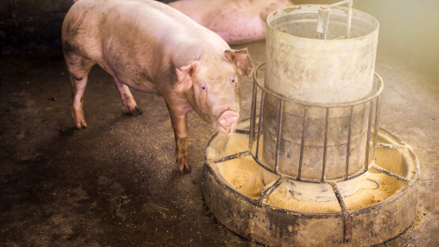 Dokazano: ASK se zadržava na površinama i u stočnoj hrani