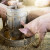 S tržišta opozvana krmna smjesa za svinje - nađena salmonela
