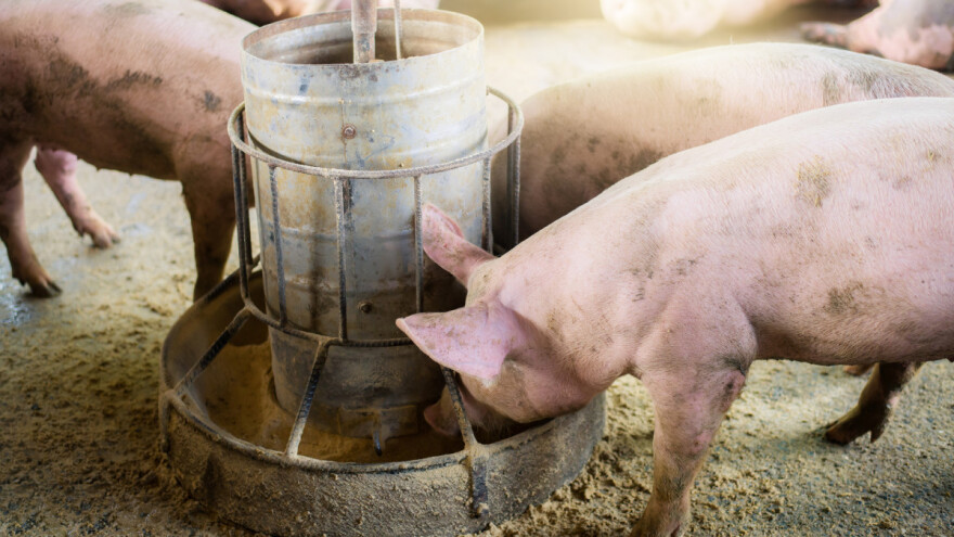 S tržišta opozvana krmna smjesa za svinje - nađena salmonela