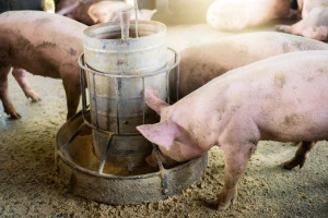 Obori prazni, ostali samo najuporniji svinjari - šta su uzroci?