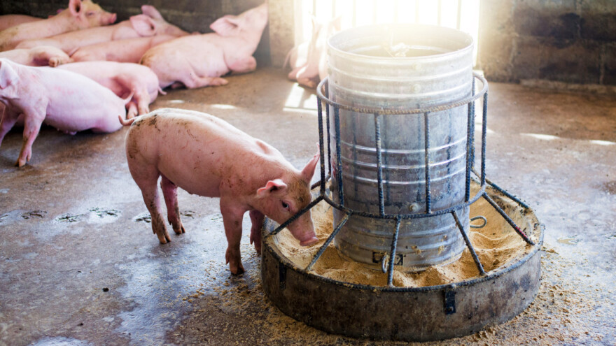 Jeftinija pšenica izguruje kukuruz u hranidbi stoke - Brazil povećava površine pod oziminama