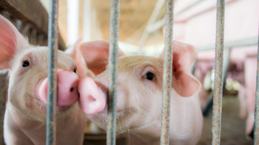 Svinjogojcima isplaćena 2,4 miliona KM, zbog prevare 56 ih mora vratiti poticaje