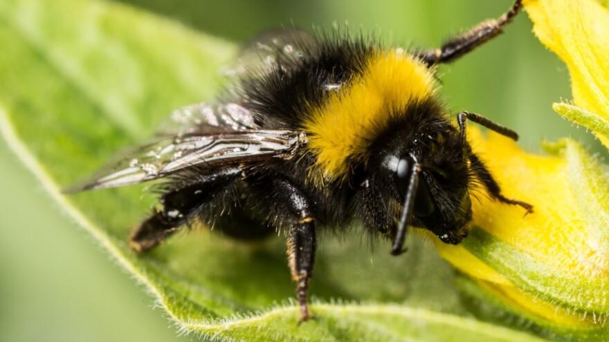 Kako reagirati kad pronađete gnijezdo bumbara?