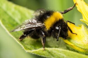 Šta možemo uraditi da privučemo korisne insekte?